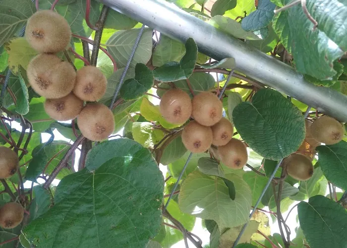 Διαμέρισμα Golya Vendeghaz *